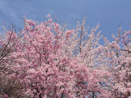 Trees in Bloom, Nagano, April 2015